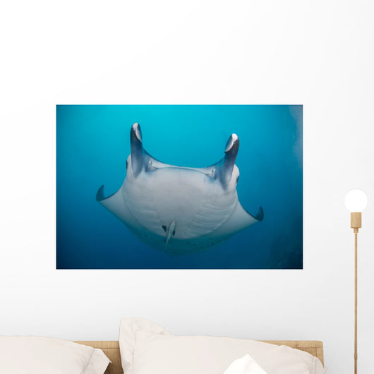 White-bellied Giant Oceanic Manta Face Wall Decal