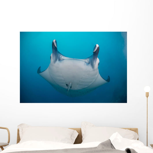 White-bellied Giant Oceanic Manta Face Wall Decal