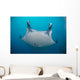 White-bellied Giant Oceanic Manta Face Wall Decal