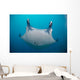 White-bellied Giant Oceanic Manta Face Wall Decal