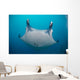 White-bellied Giant Oceanic Manta Face Wall Decal