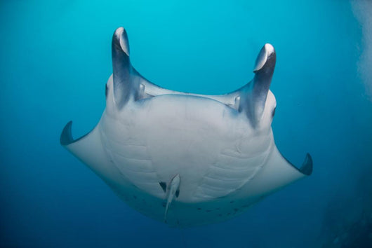 White-bellied Giant Oceanic Manta Face Wall Decal