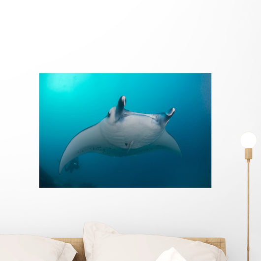 White-bellied Giant Oceanic Manta Wall Decal