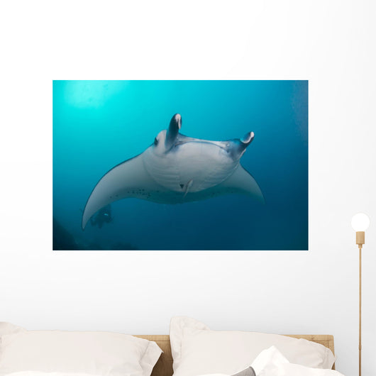 White-bellied Giant Oceanic Manta Wall Decal