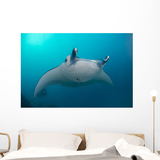 White-bellied Giant Oceanic Manta Wall Decal