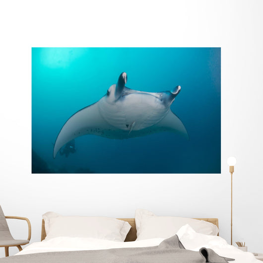 White-bellied Giant Oceanic Manta Wall Decal
