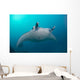 White-bellied Giant Oceanic Manta Wall Decal