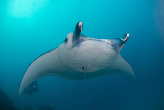 White-bellied Giant Oceanic Manta Wall Decal