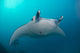 White-bellied Giant Oceanic Manta Wall Decal
