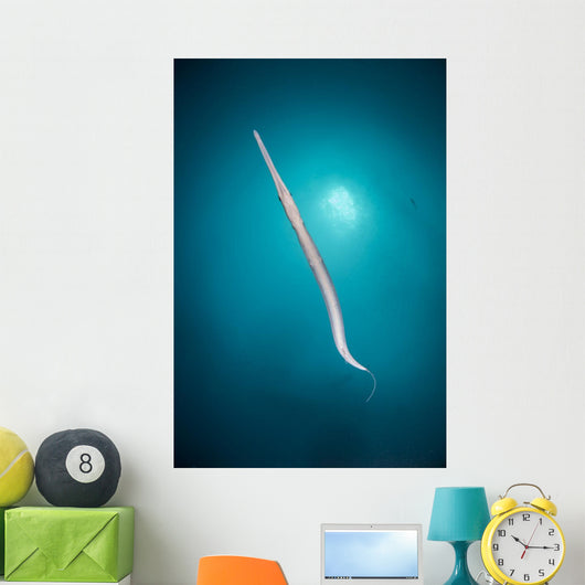 Flutemouth Fish Seen from Wall Decal