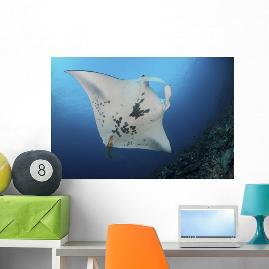 Massive White-bellied Reef Manta Wall Decal