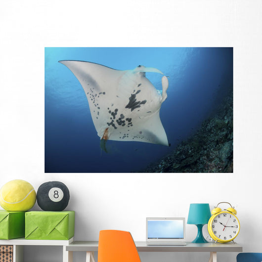 Massive White-bellied Reef Manta Wall Decal