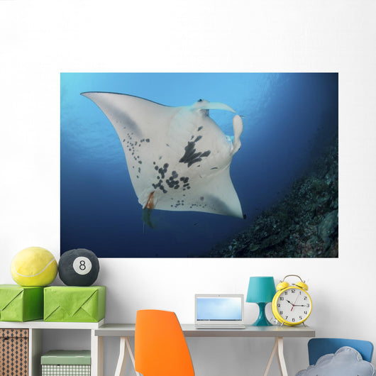 Massive White-bellied Reef Manta Wall Decal
