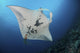 Massive White-bellied Reef Manta Wall Decal
