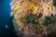 Diver Distance Shining His Wall Decal
