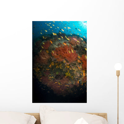 School Anthias Fish Swimming Vertical Wall Decal shown on a wall