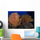 Red Sabre Squirrelfish Hiding Wall Decal