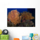 Red Sabre Squirrelfish Hiding Wall Decal