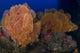 Red Sabre Squirrelfish Hiding Wall Decal