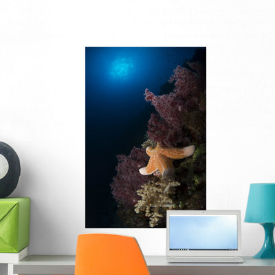 Orange Sea Star over Wall Decal shown on a wall