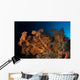 Massive Orange Soft Coral Wall Decal