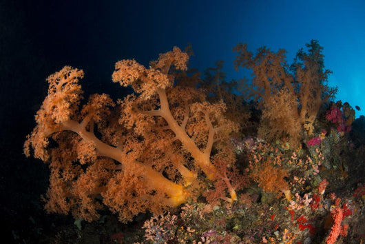 Massive Orange Soft Coral Wall Decal