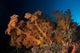 Massive Orange Soft Coral Wall Decal