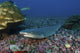Resting Whitetip Reef Shark Wall Decal