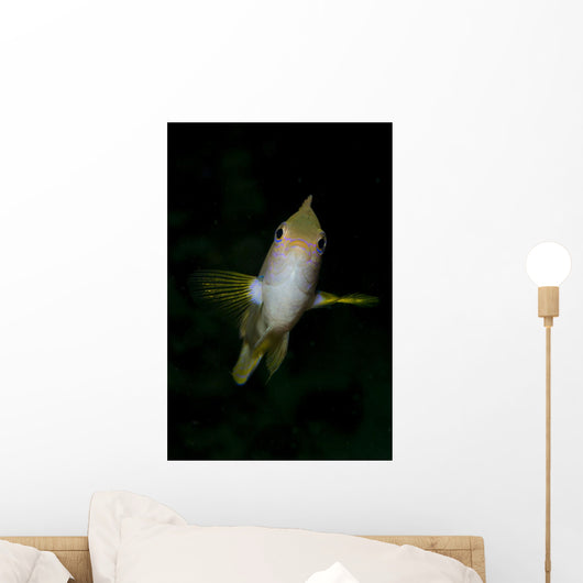 Front Golden Damselfish Wall Decal