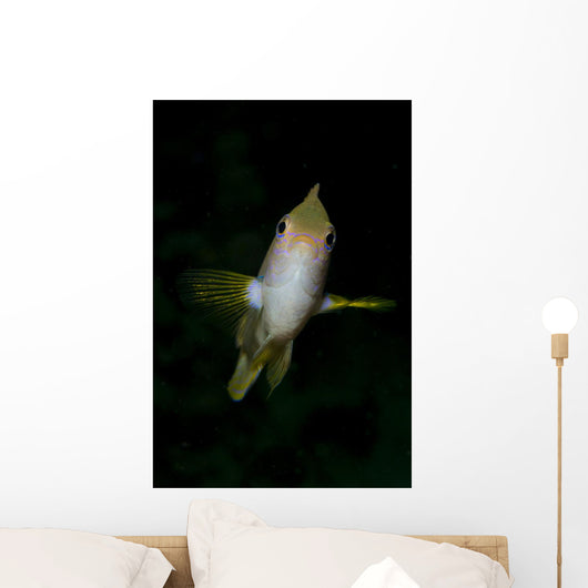 Front Golden Damselfish Wall Decal