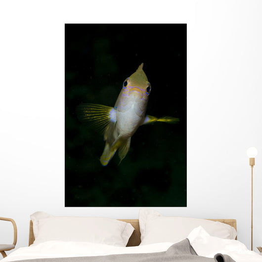 Front Golden Damselfish Wall Decal