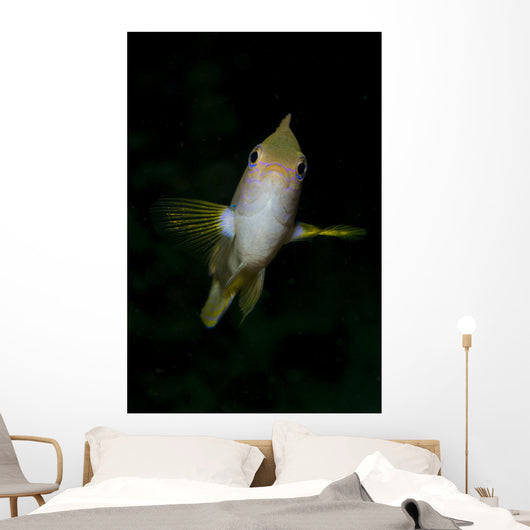 Front Golden Damselfish Wall Decal