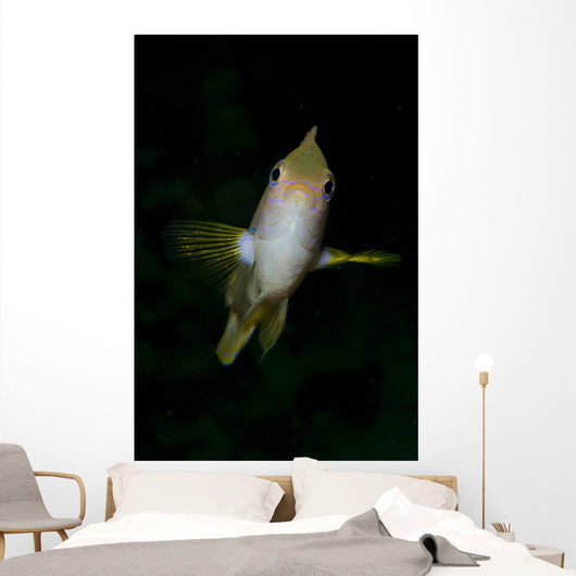 Front Golden Damselfish Wall Decal