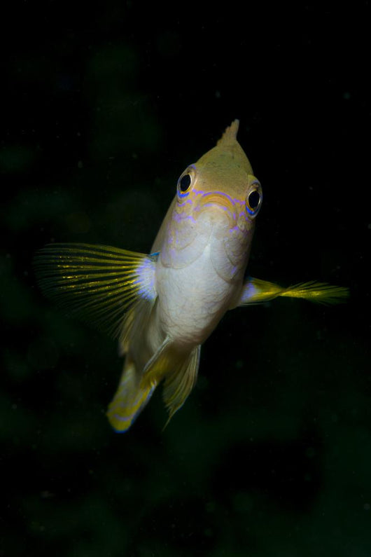 Front Golden Damselfish Wall Decal