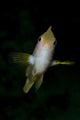 Front Golden Damselfish Wall Decal