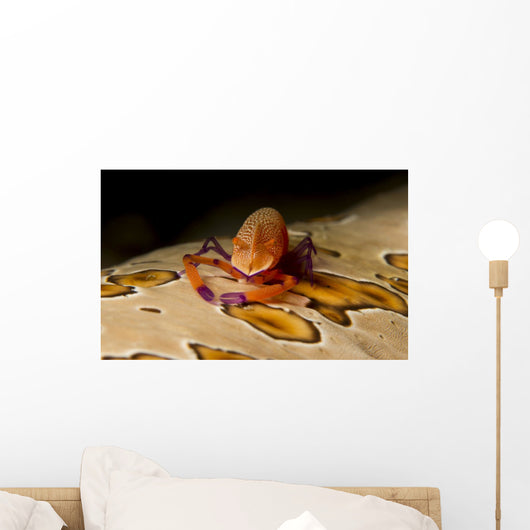 Imperial Shrimp Beige Spotted Wall Decal