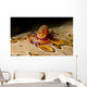 Imperial Shrimp Beige Spotted Wall Decal
