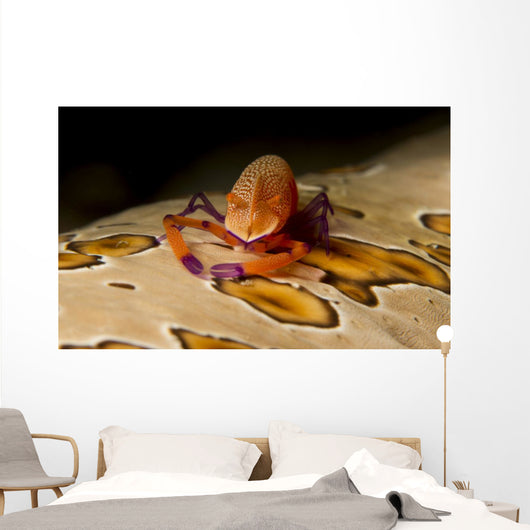 Imperial Shrimp Beige Spotted Wall Decal