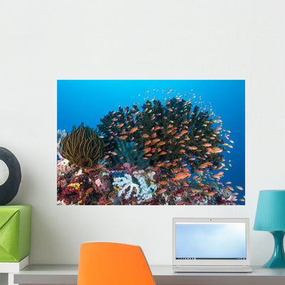 School Anthias Fish Swimming Wall Decal shown on a wall