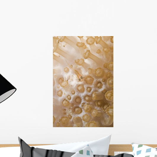 Tiny Juvenile Orange Striped Wall Decal