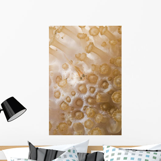 Tiny Juvenile Orange Striped Wall Decal