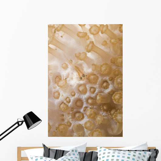 Tiny Juvenile Orange Striped Wall Decal