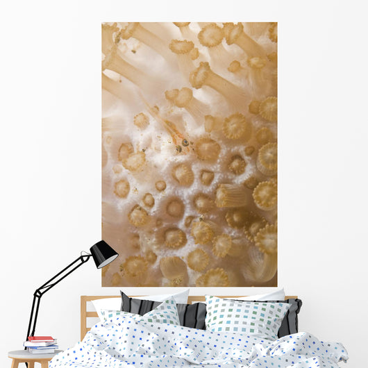 Tiny Juvenile Orange Striped Wall Decal