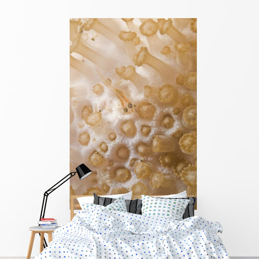 Tiny Juvenile Orange Striped Wall Decal