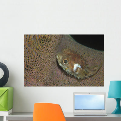 Juvenile Porcupinefish Swimming along Wall Decal shown on a wall