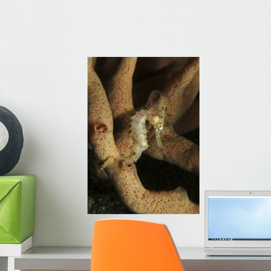 Juvenile Thorny Seahorse Hanging Wall Decal