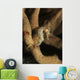 Juvenile Thorny Seahorse Hanging Wall Decal