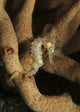 Juvenile Thorny Seahorse Hanging Wall Decal