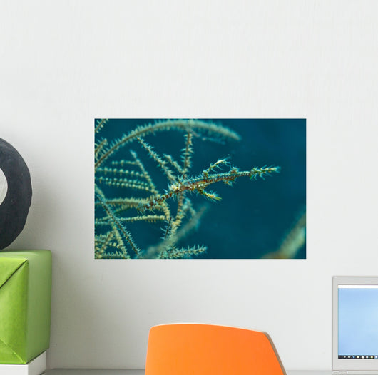 Ghost Pipefish Blending with Wall Decal