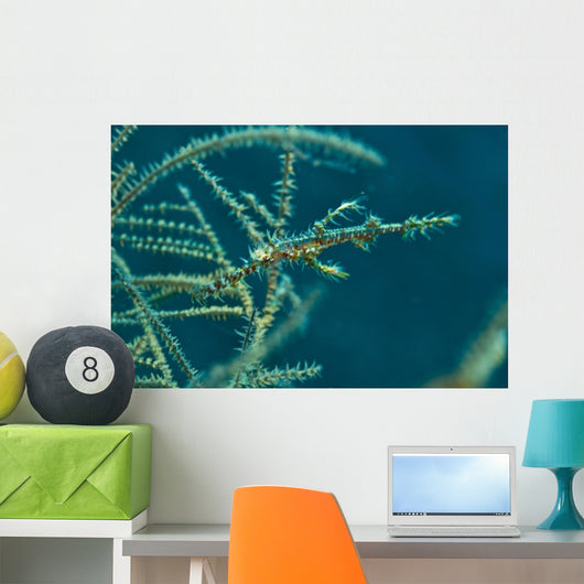 Ghost Pipefish Blending with Wall Decal